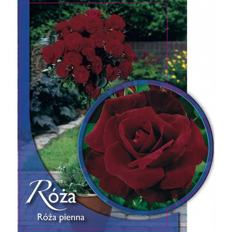 roza-pienna-49-a1