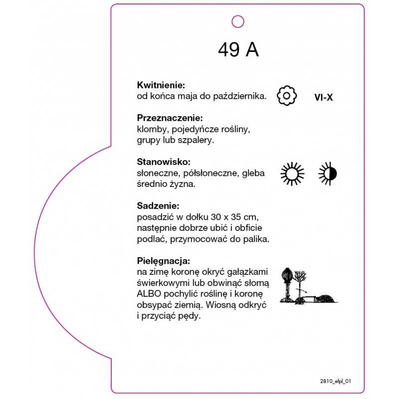 roza-pienna-49-a0