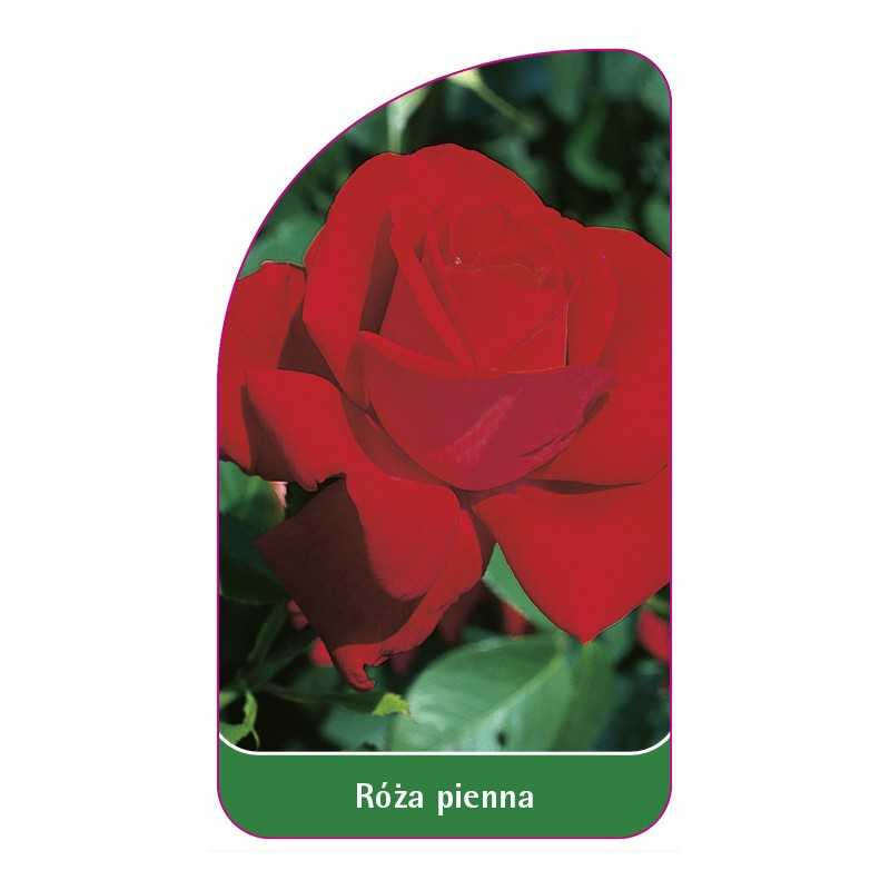 roza-pienna-141