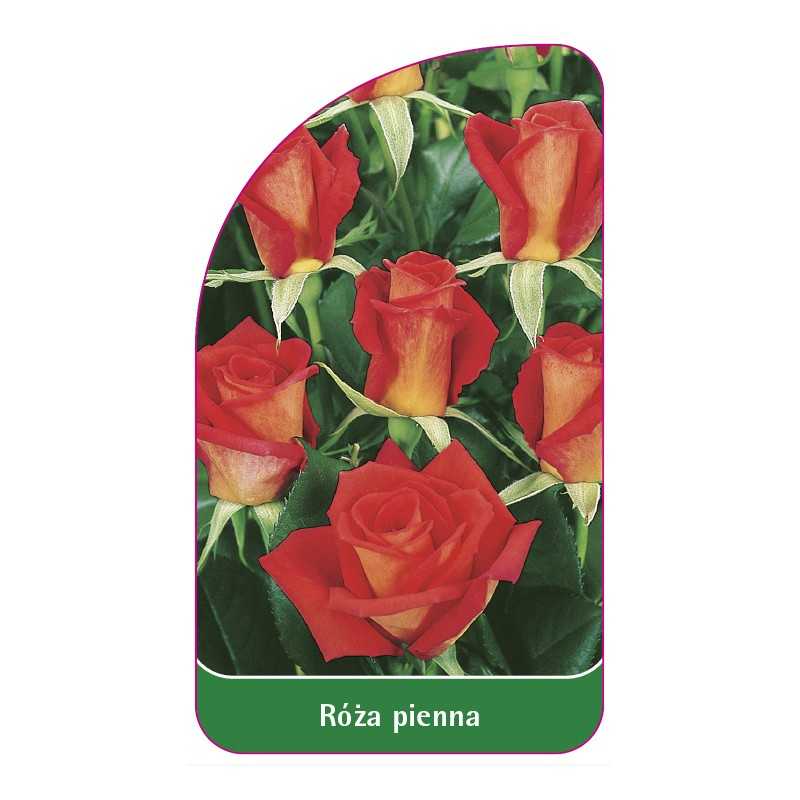 roza-pienna-341