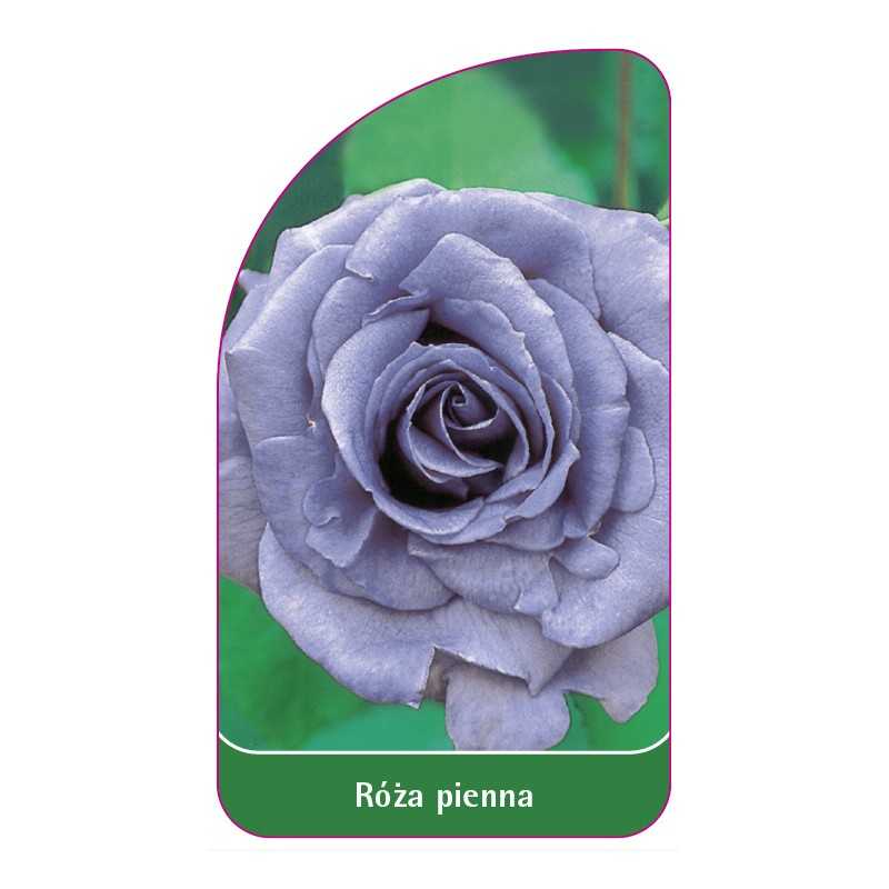 roza-pienna-51