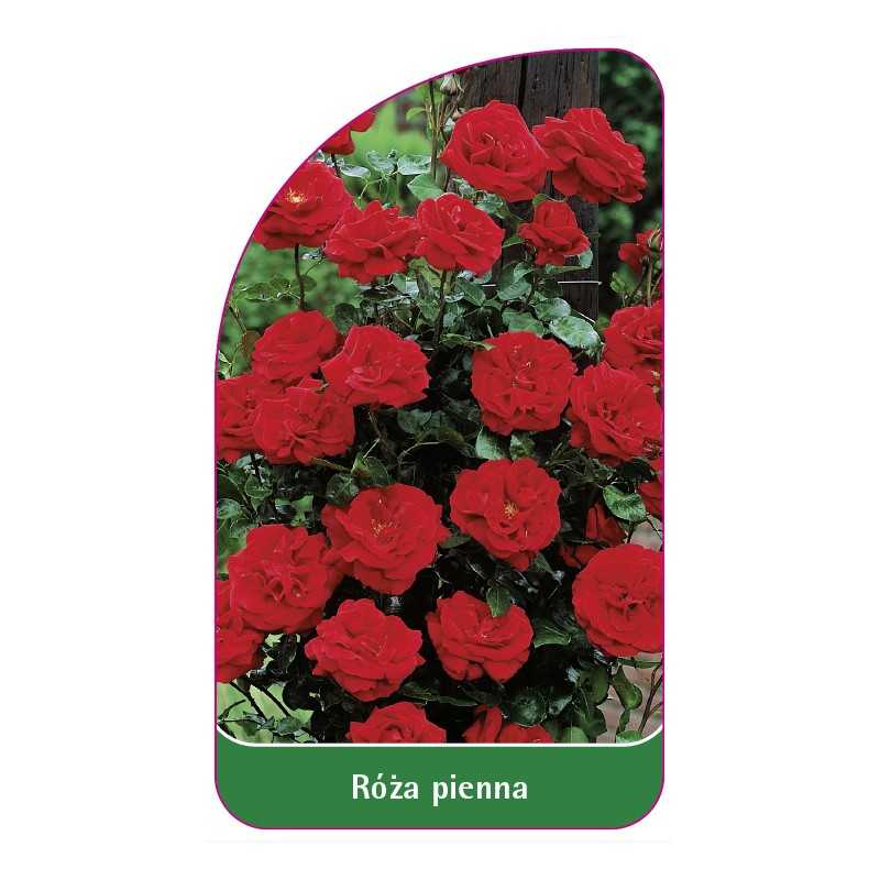 roza-pienna-621