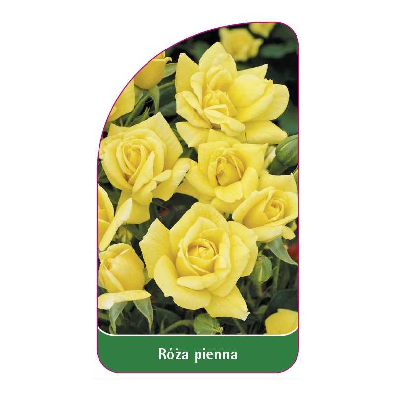 roza-pienna-661