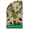 rhododendron-atlanticum1