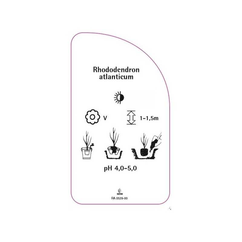 rhododendron-atlanticum0
