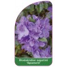 rhododendron-augustinii-aquamarin-1