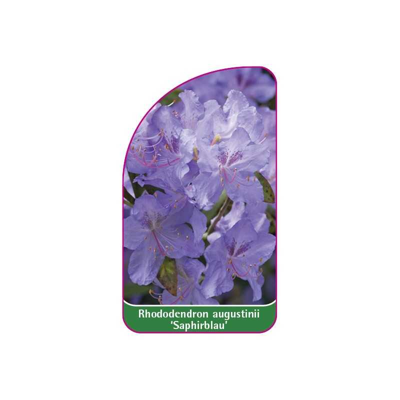 rhododendron-augustinii-saphirblau-mini1