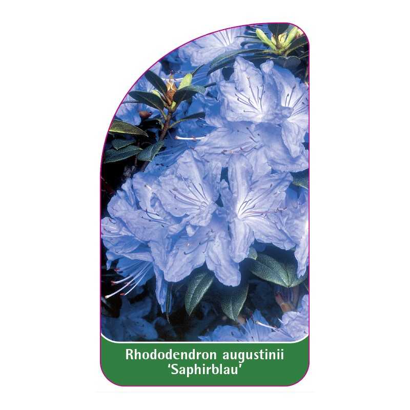 rhododendron-augustinii-saphirblau-standard1