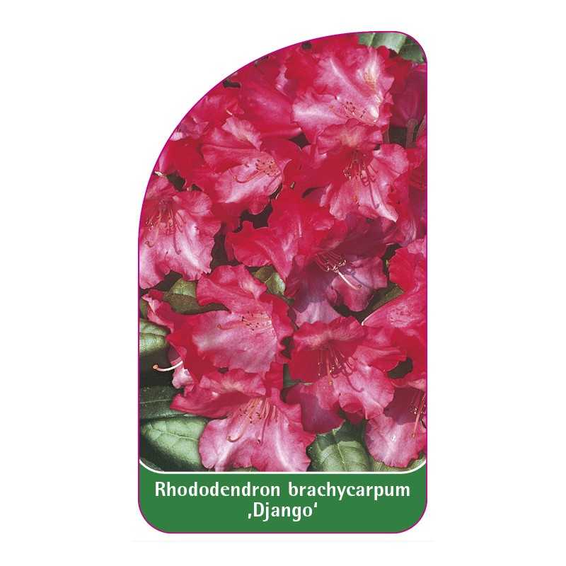 rhododendron-brachycarpun-django-1