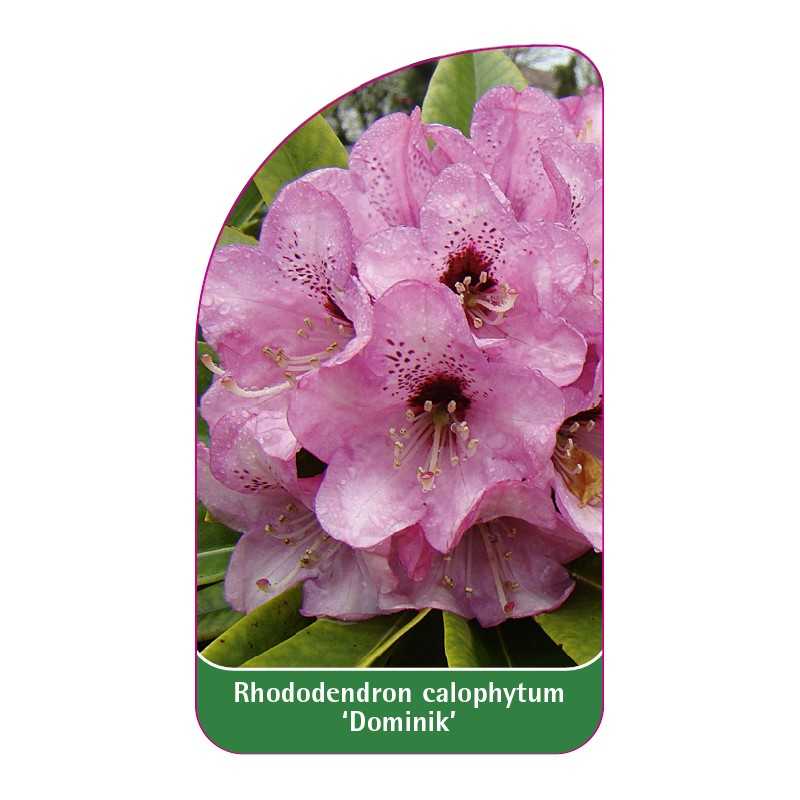 rhododendron-calophytum-dominik-a1