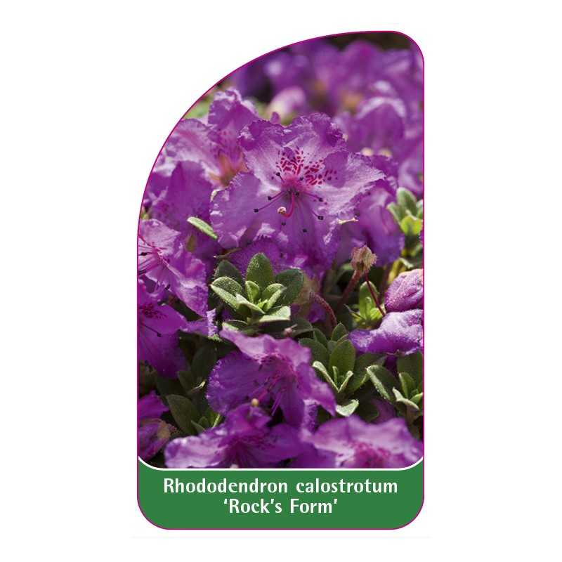 rhododendron-calostrotum-rock-s-form-standard1