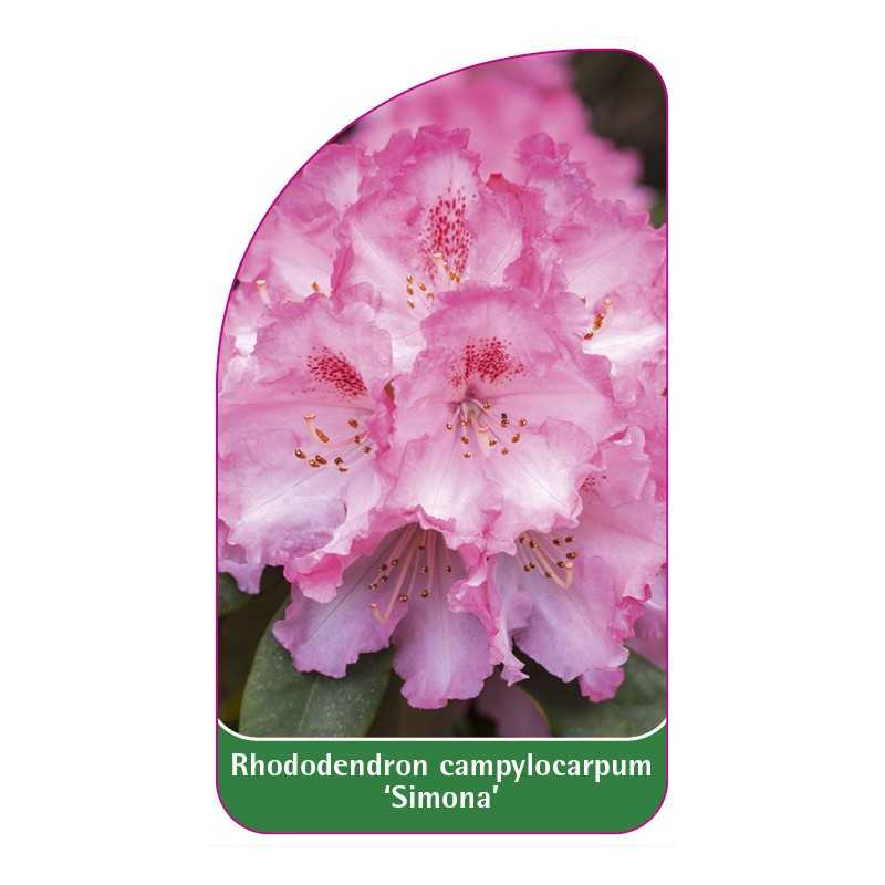 rhododendron-campylocarpum-simona-b1