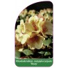 rhododendron-campylocarpum-viscy-1