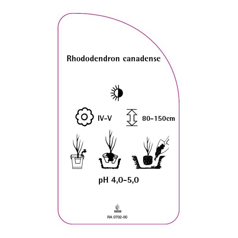 rhododendron-canadense0