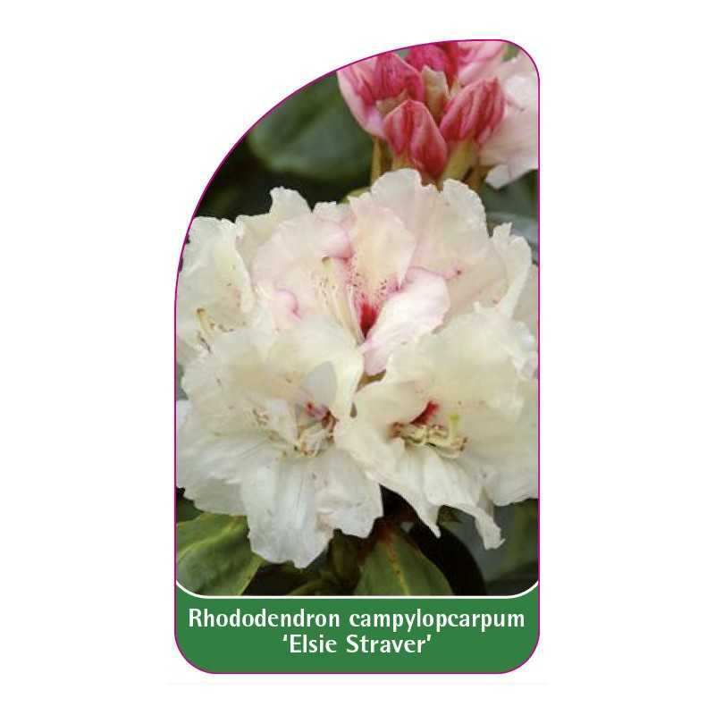 rhododendron-campylopcarpum-elsie-straver-1