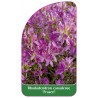 rhododendron-canadense-fraseri-1