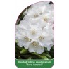 rhododendron-carolinianum-dora-amateis-1