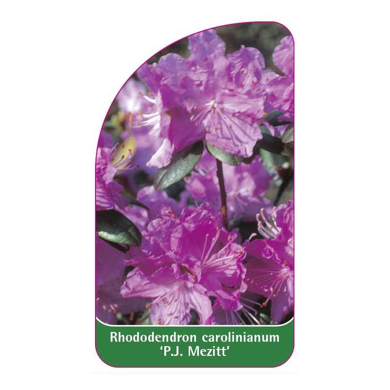 rhododendron-carolinianum-pj-mezitt-standard1