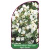 rhododendron-dauricum-april-snow-mini1