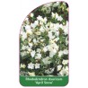 rhododendron-dauricum-april-snow-standard1