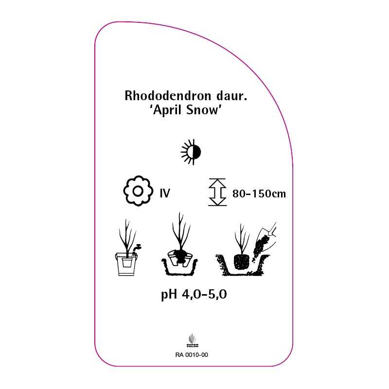 rhododendron-dauricum-april-snow-standard0