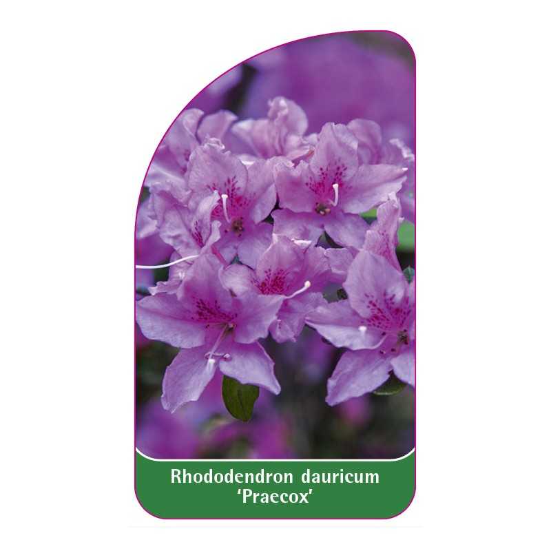 rhododendron-praecox-b1