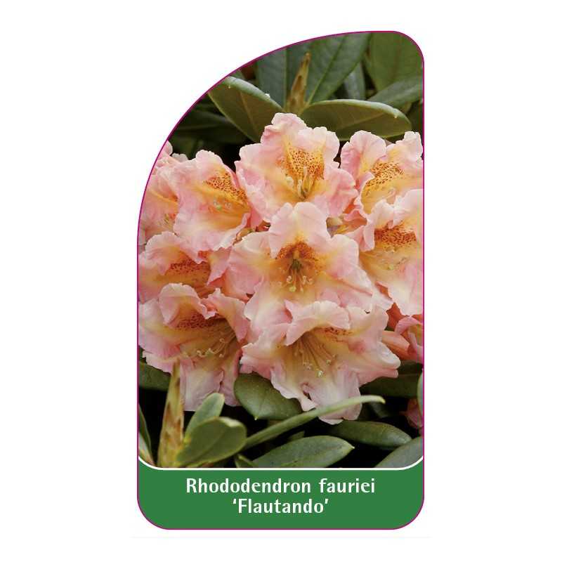 rhododendron-fortunei-flautando-b1