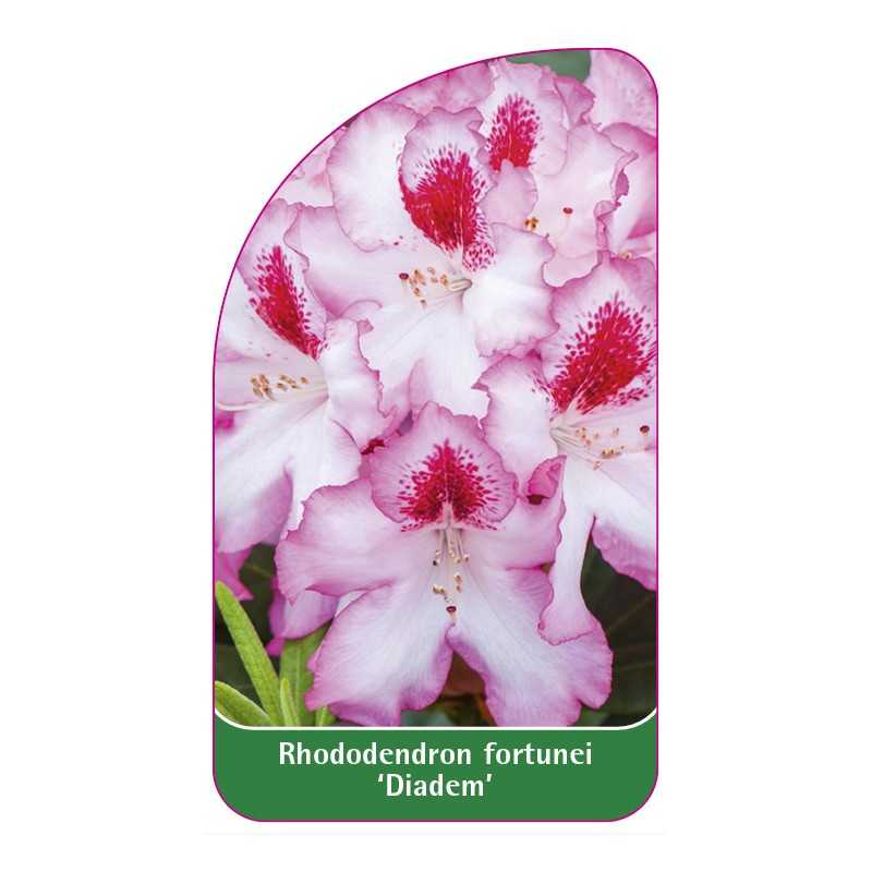 rhododendron-fortunei-diadem-b1