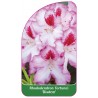 rhododendron-fortunei-diadem-b1