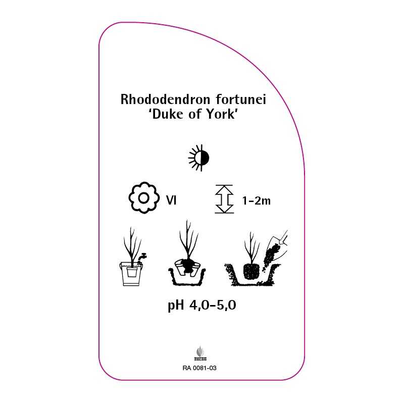 rhododendron-fortunei-duke-of-york-0