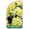 rhododendron-hansceanum-princess-anne-1