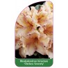 rhododendron-hirsutum-chelsea-seventy-1