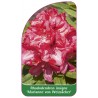 rhododendron-insigne-marianne-von-weizsacker-1