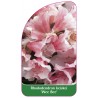 rhododendron-keiskei-wee-bee-standard1