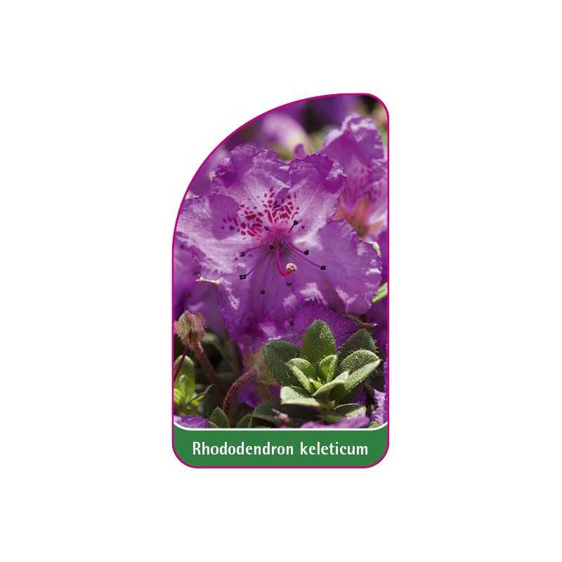 rhododendron-keleticum1