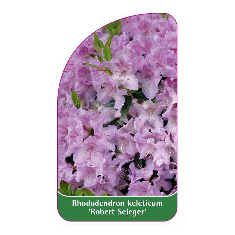 rhododendron-keleticum-robert-seleger-1