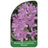 rhododendron-ponticum-roseum-1