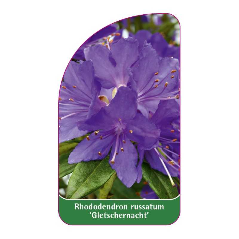 rhododendron-russatum-gletschernacht-standard1