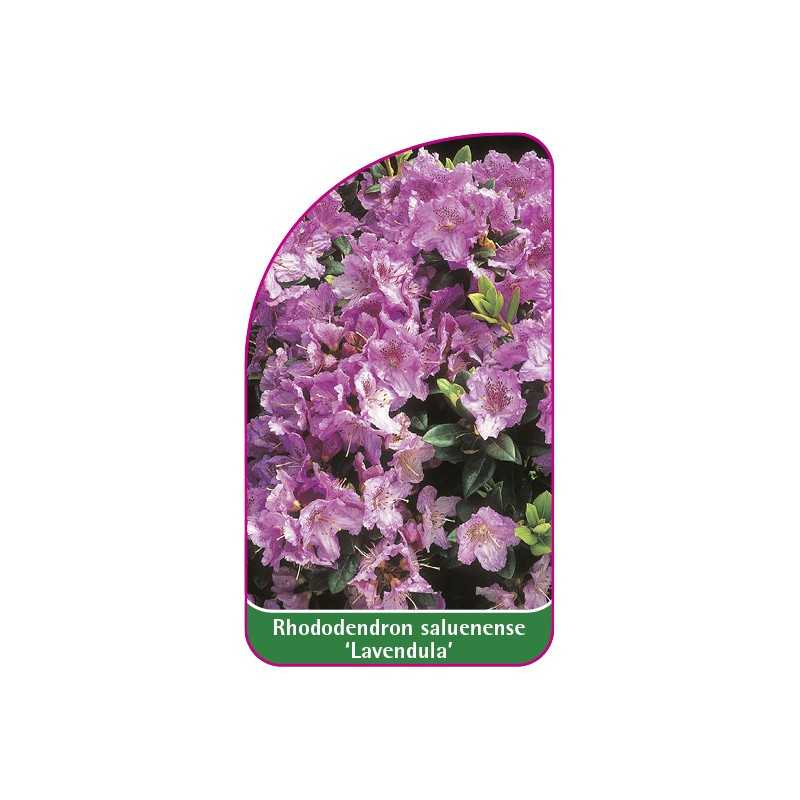 rhododendron-saluenense-lavandula-1