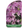 rhododendron-saluenense-lavandula-1