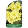 rhododendron-wardii-finesse-1