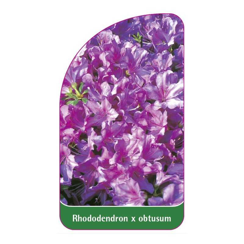 rhododendron-x-obtusum-standard1