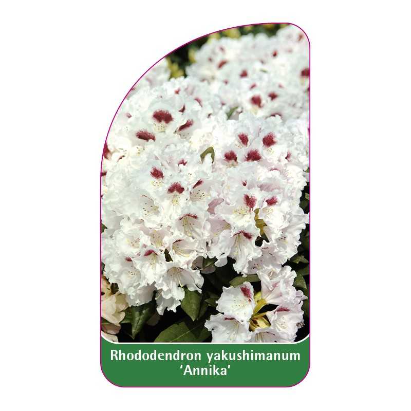 rhododendron-yakushimanum-annika-1