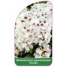 rhododendron-yakushimanum-annika-1