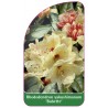 rhododendron-yakushimanum-babette-1