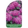 rhododendron-yakushimanum-bad-zwischenahn-1