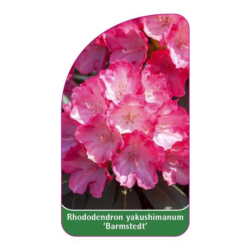 rhododendron-yakushimanum-barmstedt-1