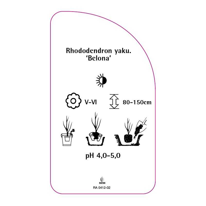 rhododendron-yakushimanum-belona-0