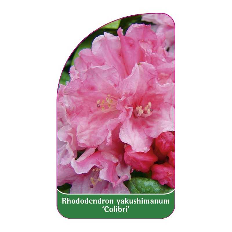 rhododendron-yakushimanum-colibri-1