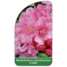 rhododendron-yakushimanum-colibri-1